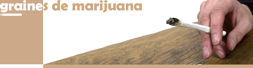 graine de marijuana