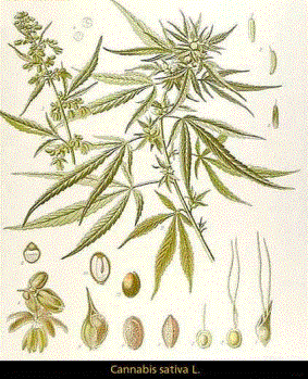 graines de marijuana