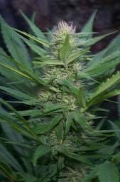 graine cannabis