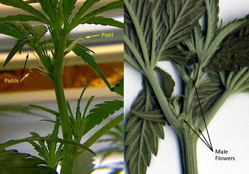 graines de cannabis