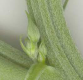 graines de marijuana feminisee