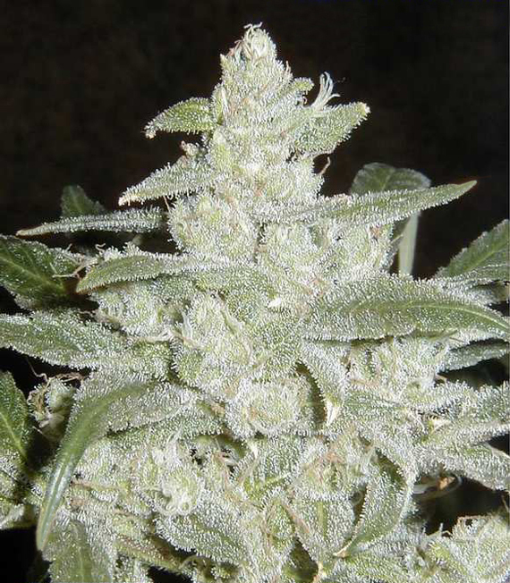 Sell cannabis seeds White Widow